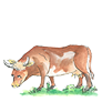 kráva