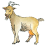 koza